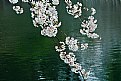 Picture Title - Artistic feeling with cherry blossoms