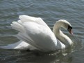 Picture Title - Swan - Joutsen