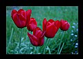 Picture Title - TULIPS