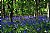 An English Copse