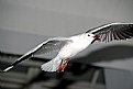 Picture Title - Gull