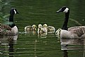 Picture Title - Yellow Fuzzy