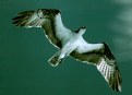 Picture Title - Osprey...Overhead[IR]