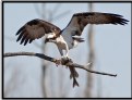 Picture Title - Osprey 2