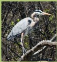 Picture Title - Blue Heron 