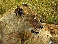 Picture Title - Lioness Profile