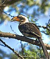 Picture Title - Von der Decken's Hornbill