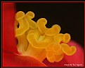 Picture Title - Begonia