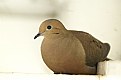 Picture Title - Dove