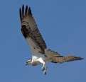 Picture Title - Osprey 3