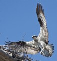 Picture Title - Osprey 4