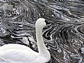 Picture Title - Swan