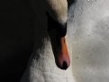 Picture Title - Swan Face