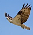 Picture Title - Osprey 6