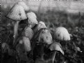 Picture Title - * fungi family *