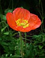 Picture Title - Poppy