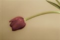 Picture Title - Pink Tulip