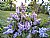 my garden's lilacs