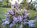 Picture Title - my garden's lilacs