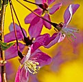 Picture Title - Apple blossom & Forsythia