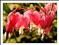 Picture Title - Bleeding hearts