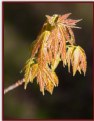 Picture Title - Maple Leaves