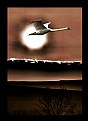 Picture Title - Swan fly