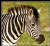 Burchell's Zebra