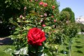 Picture Title - peoples garden rose