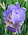 Blue Iris