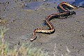 Picture Title - What a snake swimming to me