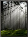Picture Title - Sunlight through foggy forest