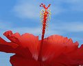 Picture Title - Hibiscus Morning