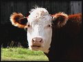 Picture Title - Cow