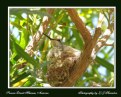 Picture Title - Nesting Hummer