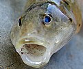 Picture Title - Sculpin Mouth