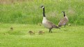 Picture Title - 9 Baby Geese