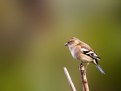 Picture Title - Chaffinch