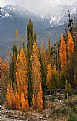 Picture Title - Otoño en Mendoza II