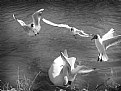 Picture Title - Gulls vs Swan