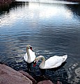 Picture Title - Two swans