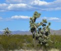 Picture Title - Joshua Tree