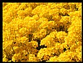 Picture Title - yellow land
