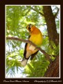 Picture Title - Sonora Desert Bird