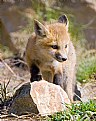 Picture Title - Red Fox Kit