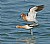 The Private Life of Avocets