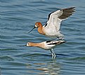 Picture Title - The Private Life of Avocets