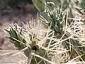 Picture Title - Cactus macro