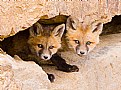 Picture Title - Red Fox Sibling Kits