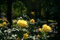 Picture Title - Rose garden